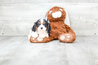 Cavalier King Charles Spaniel Puppy for sale in AUSTIN, TX, USA