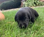 Small Photo #10 Labrador Retriever Puppy For Sale in ATHENS, WI, USA