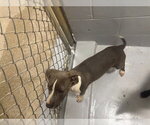 BARBIE - Female Mutt Dog for Adoption - Small photo