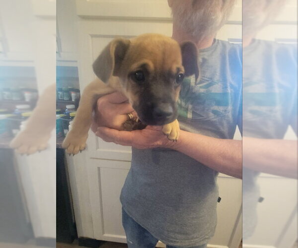 Medium Photo #2 Chihuahua-Unknown Mix Puppy For Sale in Rocky Mount, NC, USA