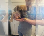 Small #1 Chihuahua Mix