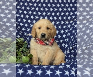 Golden Retriever Puppy for sale in CHRISTIANA, PA, USA