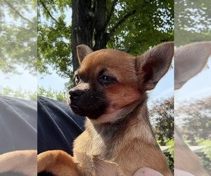 Chihuahua Puppy for sale in EAU CLAIRE, WI, USA