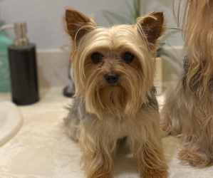Mother of the Yorkshire Terrier puppies born on 12/25/2023