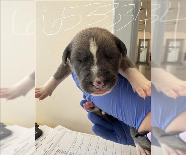 Medium Photo #1 Labrador Retriever Puppy For Sale in Houston, TX, USA