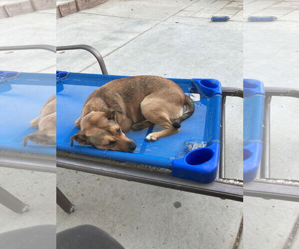 Medium Photo #8 Mutt Puppy For Sale in San Diego, CA, USA