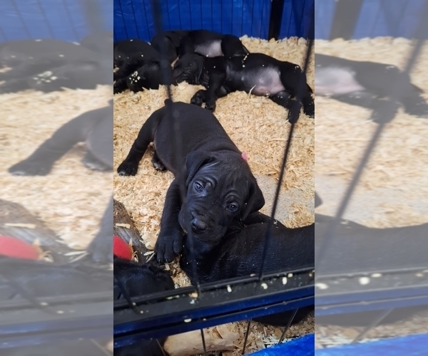 Medium Photo #4 Cane Corso Puppy For Sale in WAUWATOSA, WI, USA