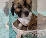 Small Photo #3 Chinese Crested Puppy For Sale in LAKELAND, FL, USA