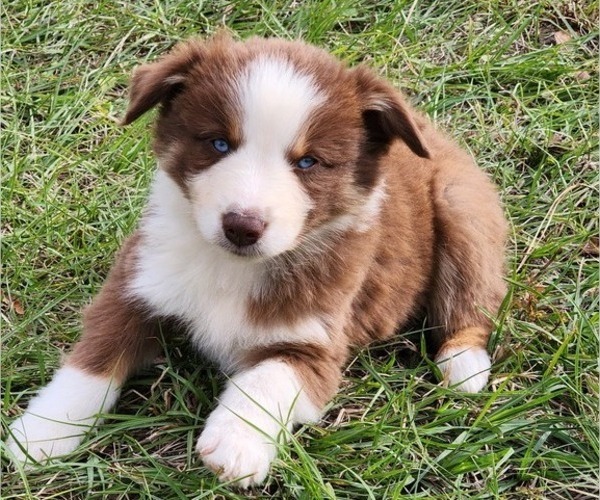 Medium Photo #6 Australian Shepherd Puppy For Sale in MARIANNA, FL, USA