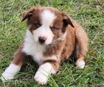 Small Photo #6 Australian Shepherd Puppy For Sale in MARIANNA, FL, USA