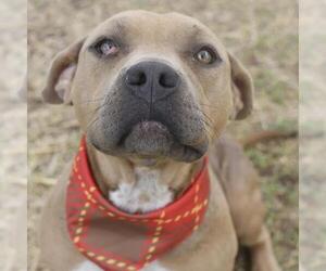 American Staffordshire Terrier-Unknown Mix Dogs for adoption in San Antonio, TX, USA
