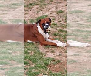 Father of the Boxer puppies born on 07/08/2025