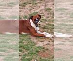 Small Photo #1 Boxer Puppy For Sale in FOUNTAIN INN, SC, USA