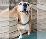 Small #3 Beagle