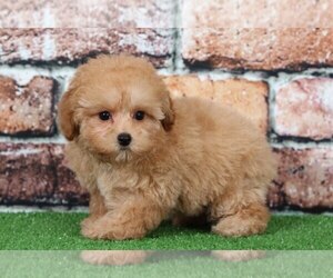 Poodle (Toy) Puppy for sale in BEL AIR, MD, USA