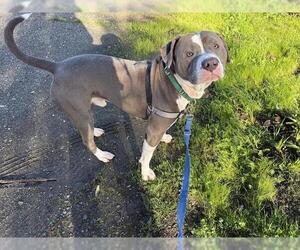 American Pit Bull Terrier Dogs for adoption in Berkeley , CA, USA