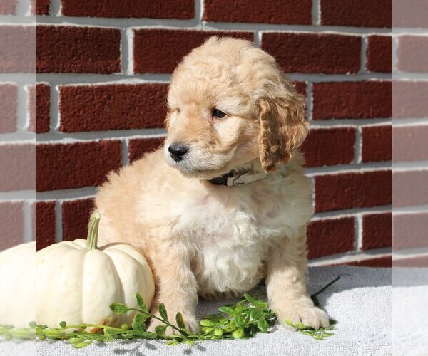 Medium Photo #6 Labradoodle-Poodle (Miniature) Mix Puppy For Sale in GORDONVILLE, PA, USA