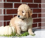 Small Photo #6 Labradoodle-Poodle (Miniature) Mix Puppy For Sale in GORDONVILLE, PA, USA