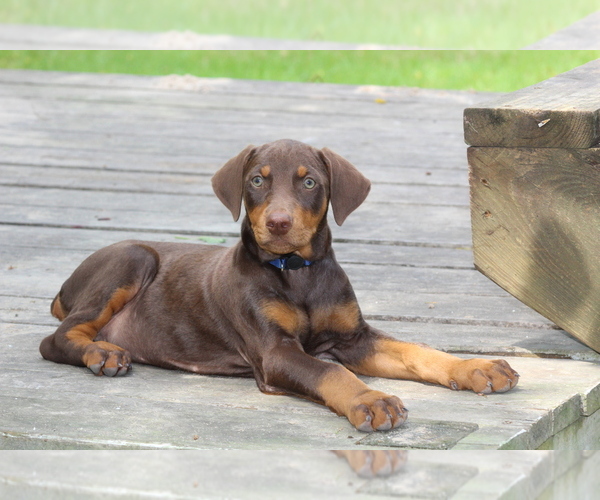 Medium Photo #1 Doberman Pinscher Puppy For Sale in NEW CANEY, TX, USA