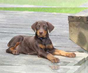Doberman Pinscher Puppy for sale in NEW CANEY, TX, USA