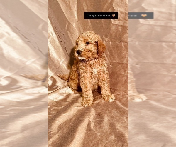Medium Photo #38 Goldendoodle Puppy For Sale in WEST PLAINS, MO, USA