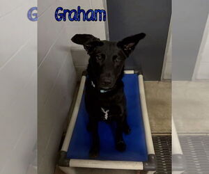 German Shepherd Dog Dogs for adoption in Port Clinton, OH, USA