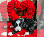 Puppy Blizzard Miniature Bernedoodle