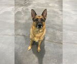 Small #5 German Shepherd Dog