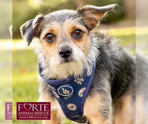 Mutt Dogs for adoption in Marina del Rey, CA, USA
