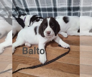 English Springer Spaniel Puppy for sale in NORTH LAWRENCE, OH, USA
