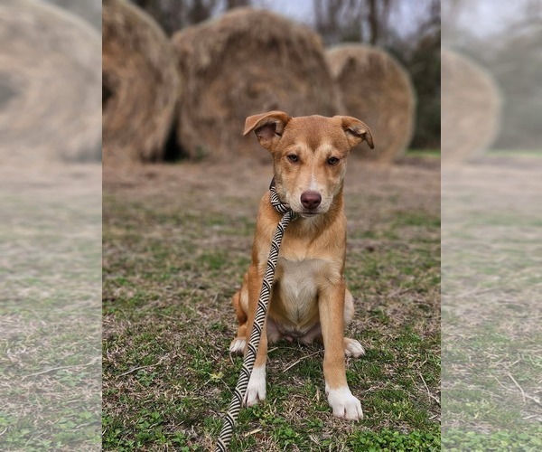 Medium Photo #7 Collie-Unknown Mix Puppy For Sale in Wakefield, RI, USA