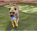 Small #1 American Pit Bull Terrier Mix