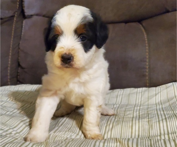 Medium Photo #29 Bernedoodle (Miniature) Puppy For Sale in LEETONIA, OH, USA