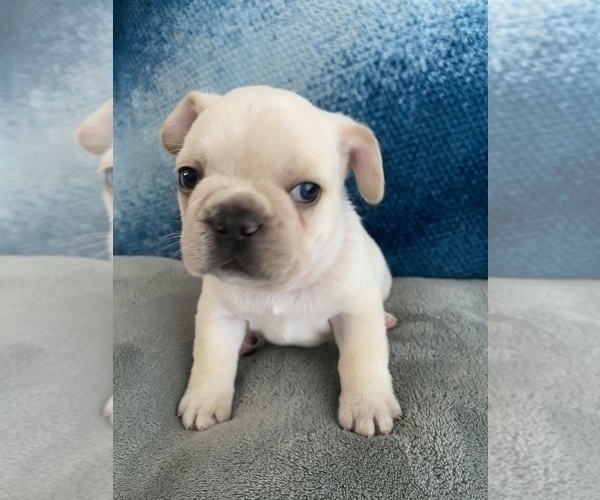 Medium Photo #2 French Bulldog Puppy For Sale in POMPANO BEACH, FL, USA