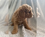 Small Photo #3 Goldendoodle-Poodle (Miniature) Mix Puppy For Sale in MIDLOTHIAN, TX, USA