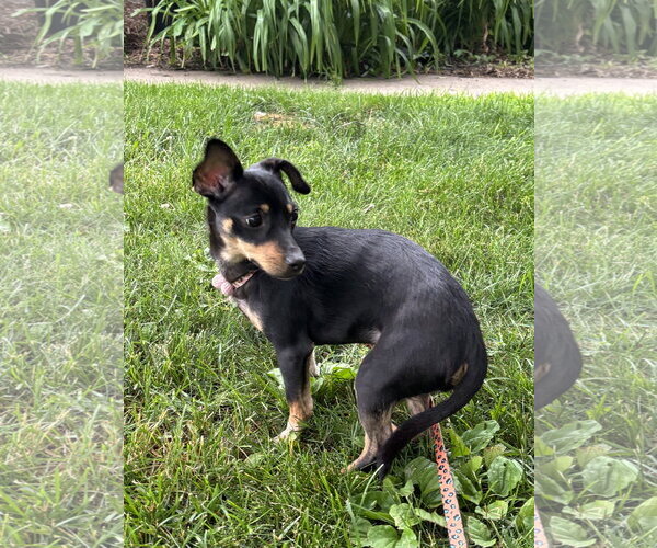 Medium Photo #5 Chiweenie Puppy For Sale in St. Louis Park, MN, USA