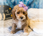 Small Photo #4 Cockapoo Puppy For Sale in WAKARUSA, IN, USA