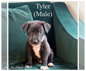 German Shepherd Dog-Great Dane Mix Dogs for adoption in Bullard, TX, USA