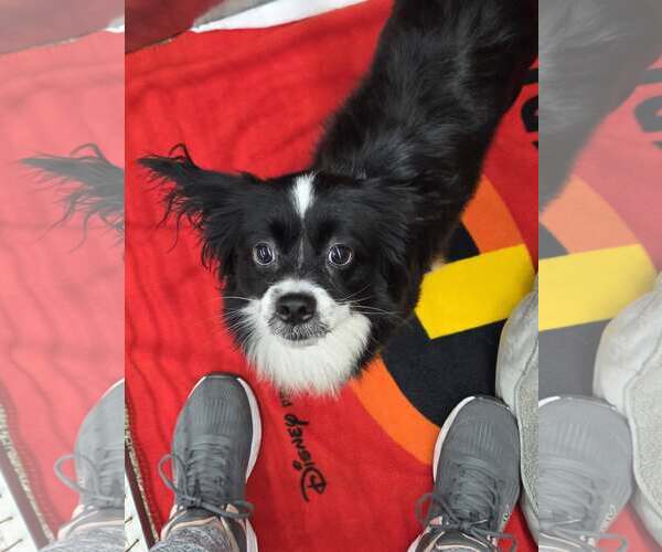 Medium Photo #1 Papillon-Unknown Mix Puppy For Sale in Martinsburg, WV, USA