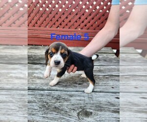 Beagle Puppy for sale in ATHENS, PA, USA