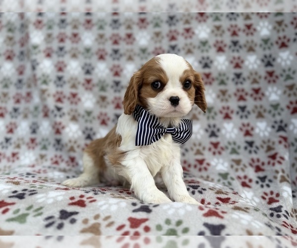 Medium Photo #2 Cavalier King Charles Spaniel Puppy For Sale in LAKELAND, FL, USA