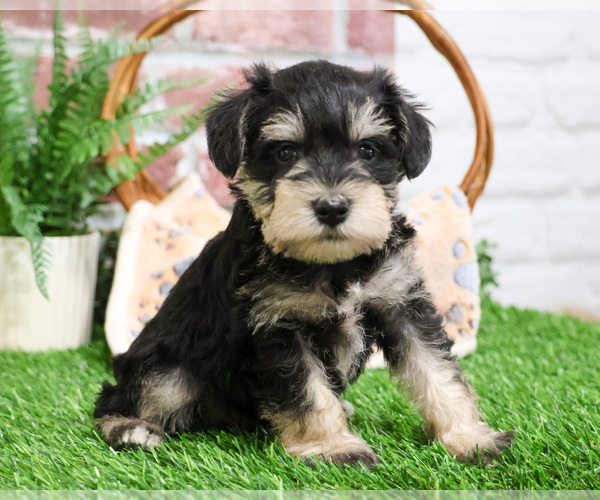 Medium Photo #12 Schnauzer (Miniature) Puppy For Sale in SYRACUSE, IN, USA