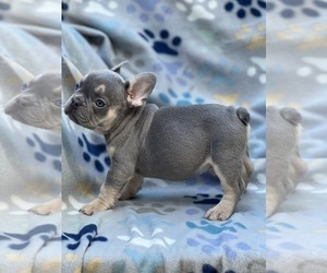 French Bulldog Puppy for sale in SACRAMENTO, CA, USA