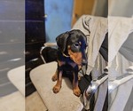 Small #8 Doberman Pinscher