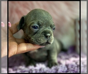 French Bulldog Puppy for sale in OJAI, CA, USA