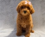 Puppy Luna Poodle (Miniature)