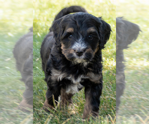 Bernedoodle (Miniature) Puppy for sale in ROY, UT, USA