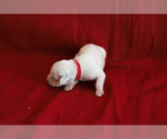 Small Photo #10 Dalmatian Puppy For Sale in KATY, TX, USA