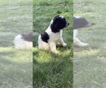 Small #23 Aussiedoodle
