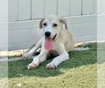 Small #1 Great Pyrenees Mix